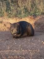 Image of hairy-nosed wombats