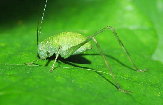 Image of Greater Angle-wing Katydid