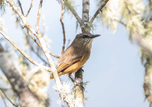 Myiotheretes pernix (Bangs 1899)的圖片