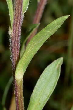 Image de Erigeron galeottii (Hemsl.) Greene