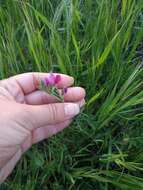 Image of subterranean vetch