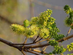 Imagem de Combretum apiculatum Sond.