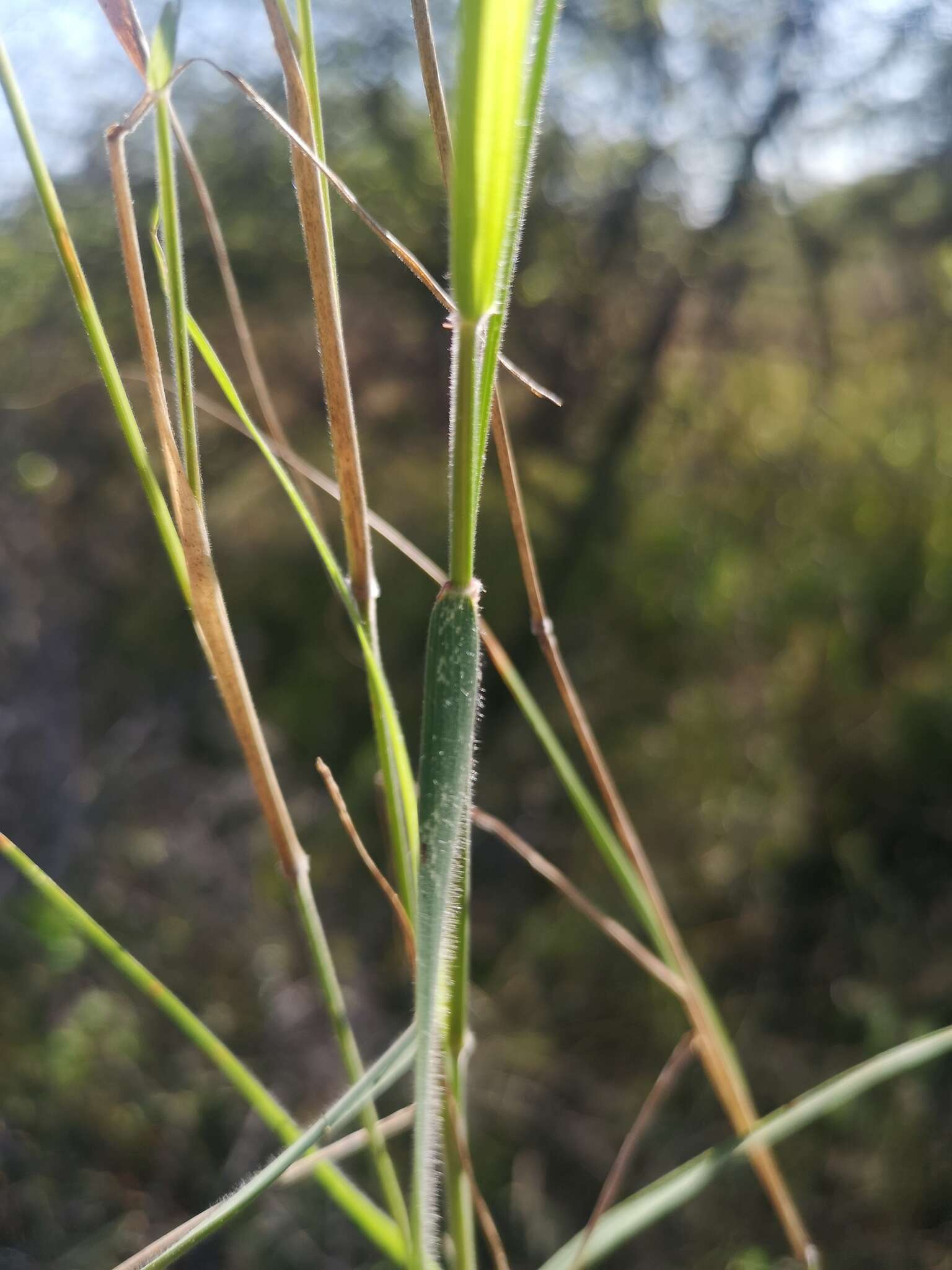 Image of soft feather pappusgrass