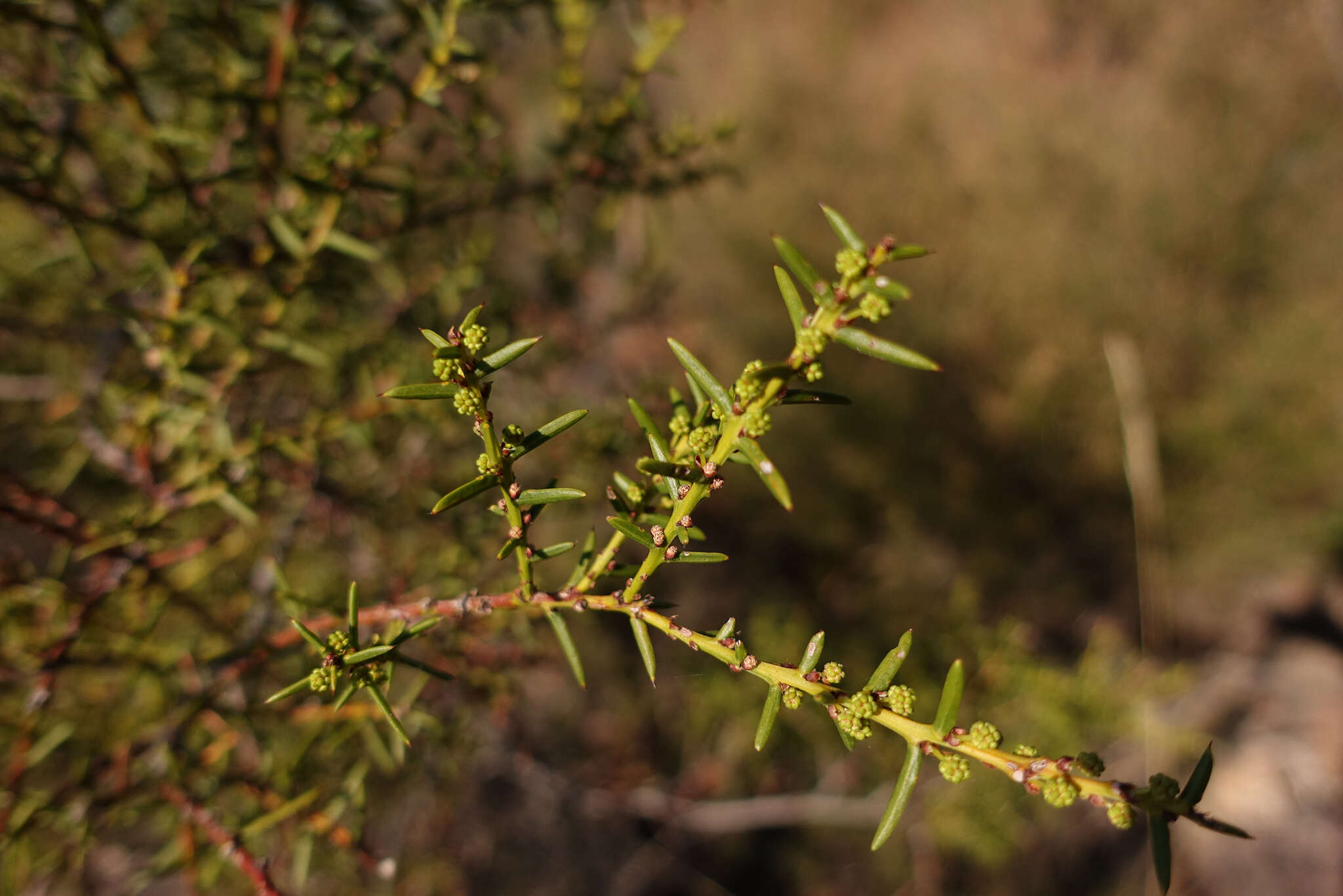 Image of juniper wattle