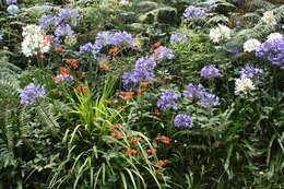 Imagem de Agapanthus praecox subsp. orientalis (F. M. Leight.) F. M. Leight.