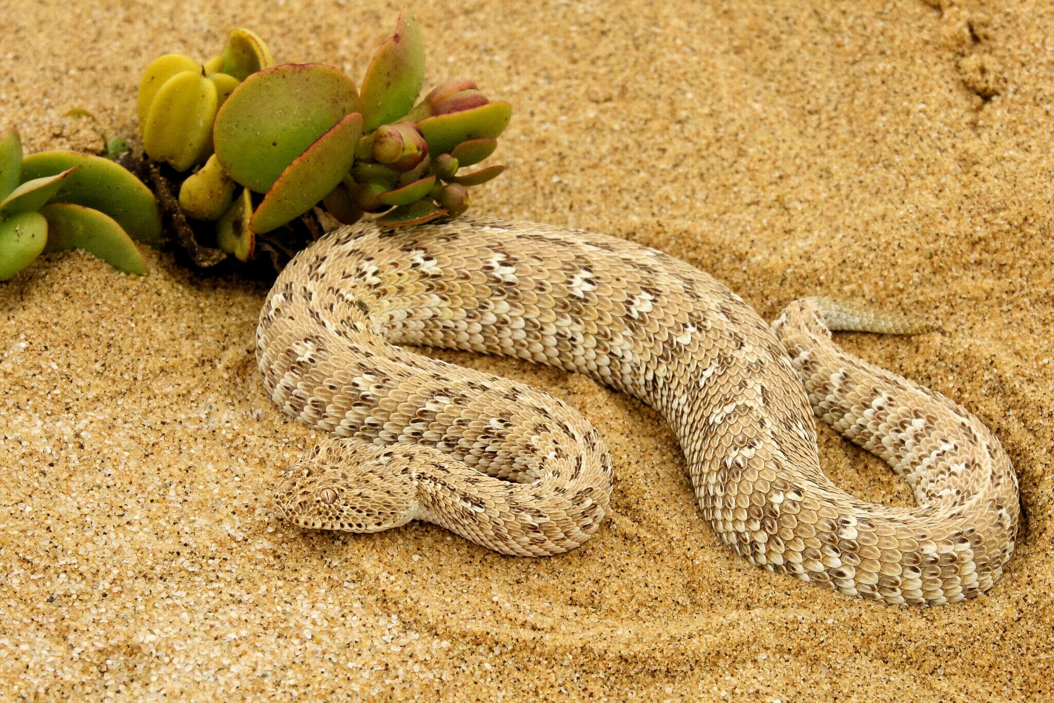 Image of Dwarf Puff Adder