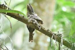 Image of Horsfield's Frogmouth