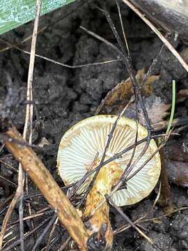 Image of Pholiota lucifera (Lasch) Quél. 1872