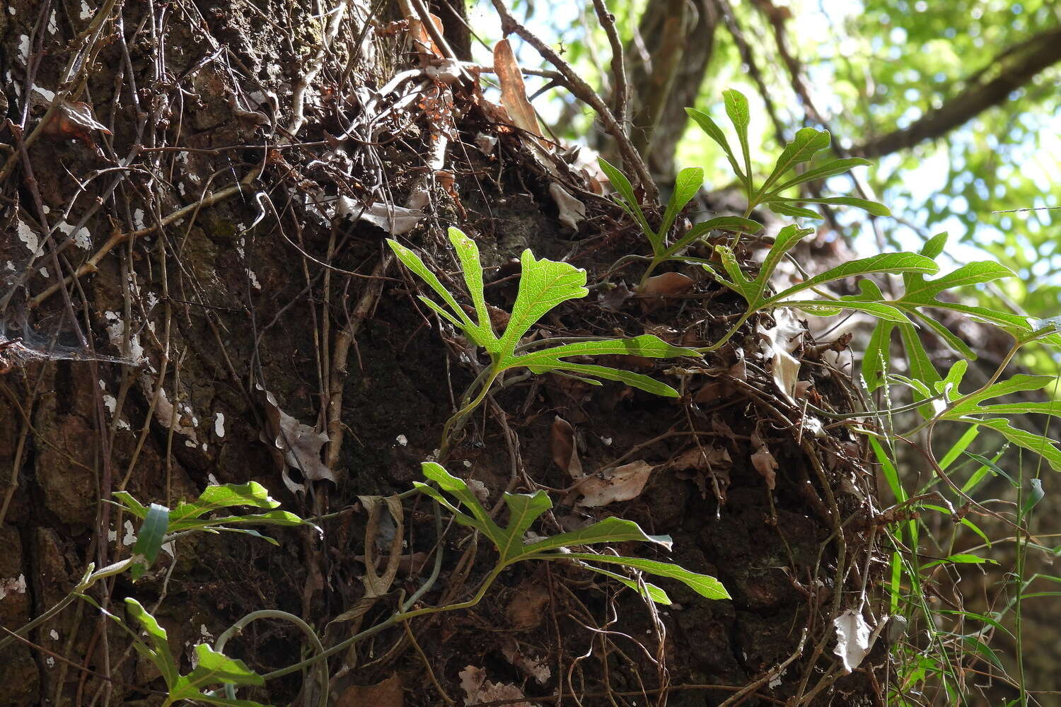 Image de Aristolochia cucurbitifolia Hayata