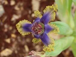 Image of Ferraria uncinata Sweet