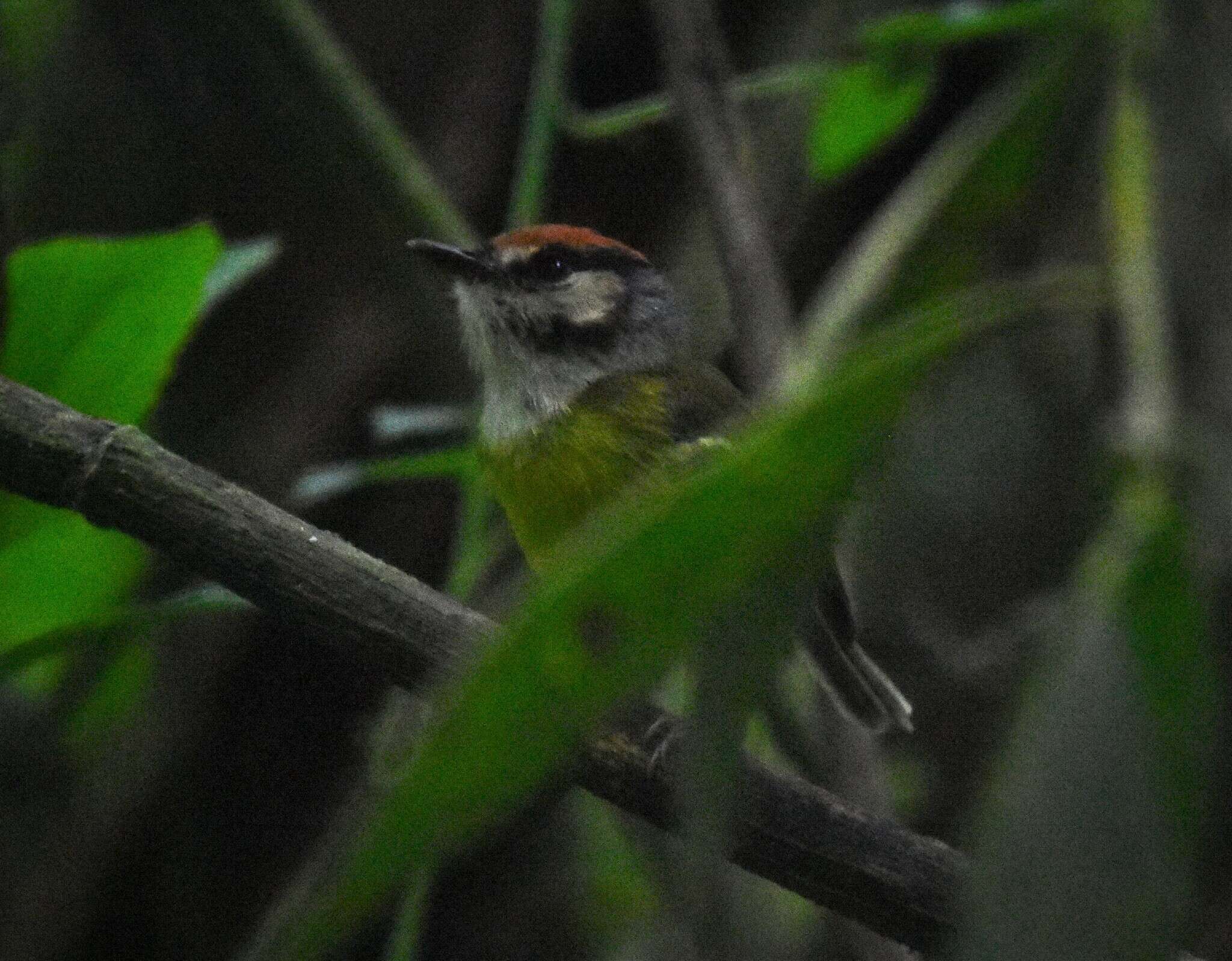 Image of Rufous-crowned Tody-Flycatcher