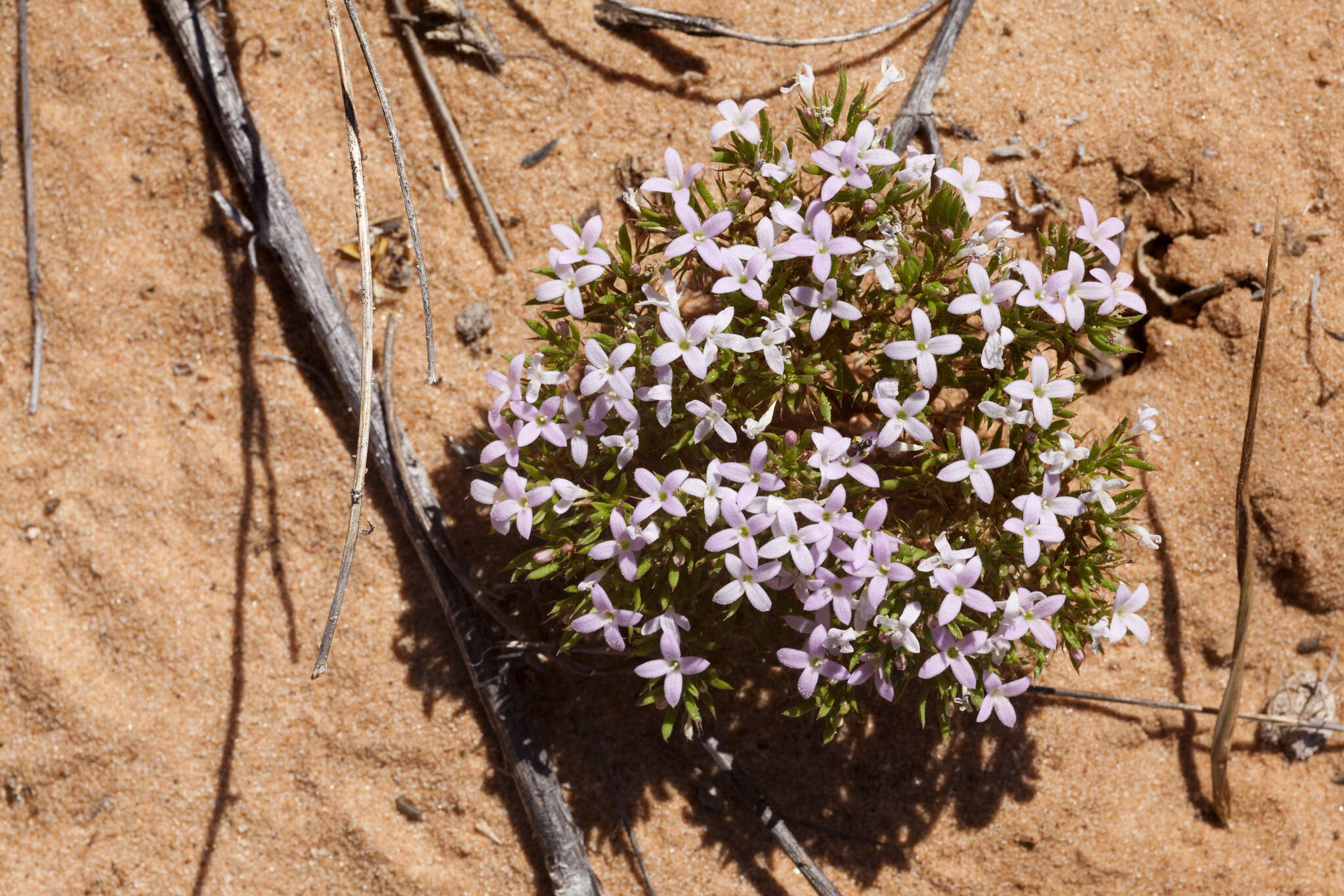 Image of matted bluet