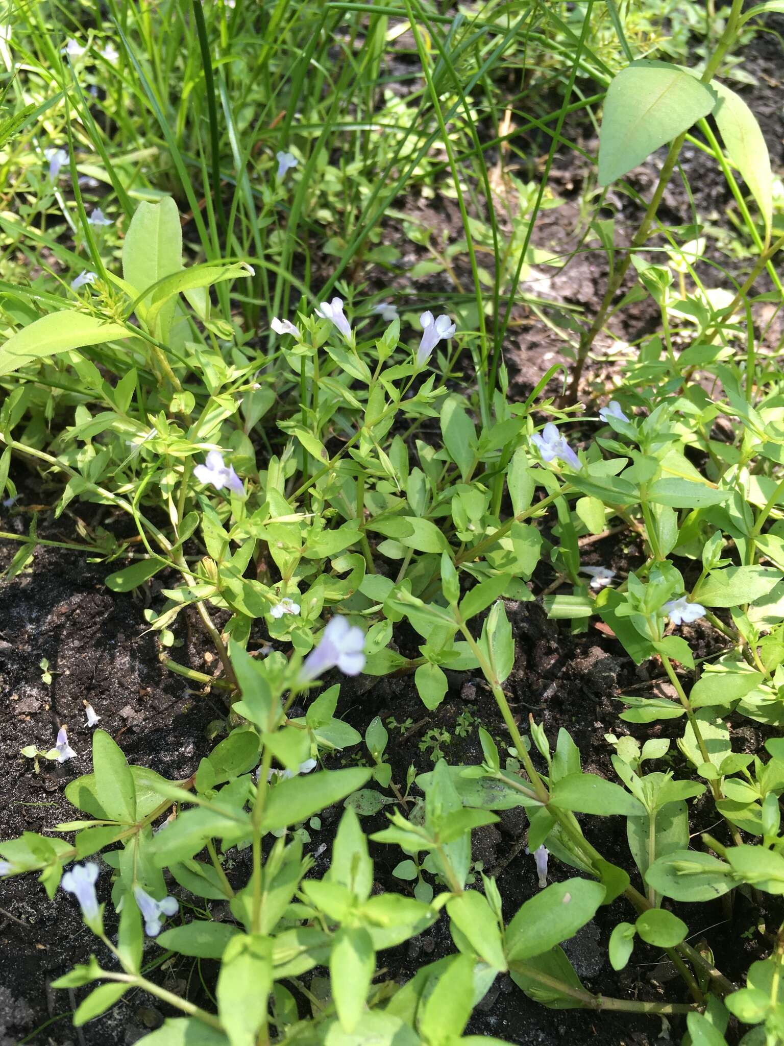 Image of yellowseed false pimpernel