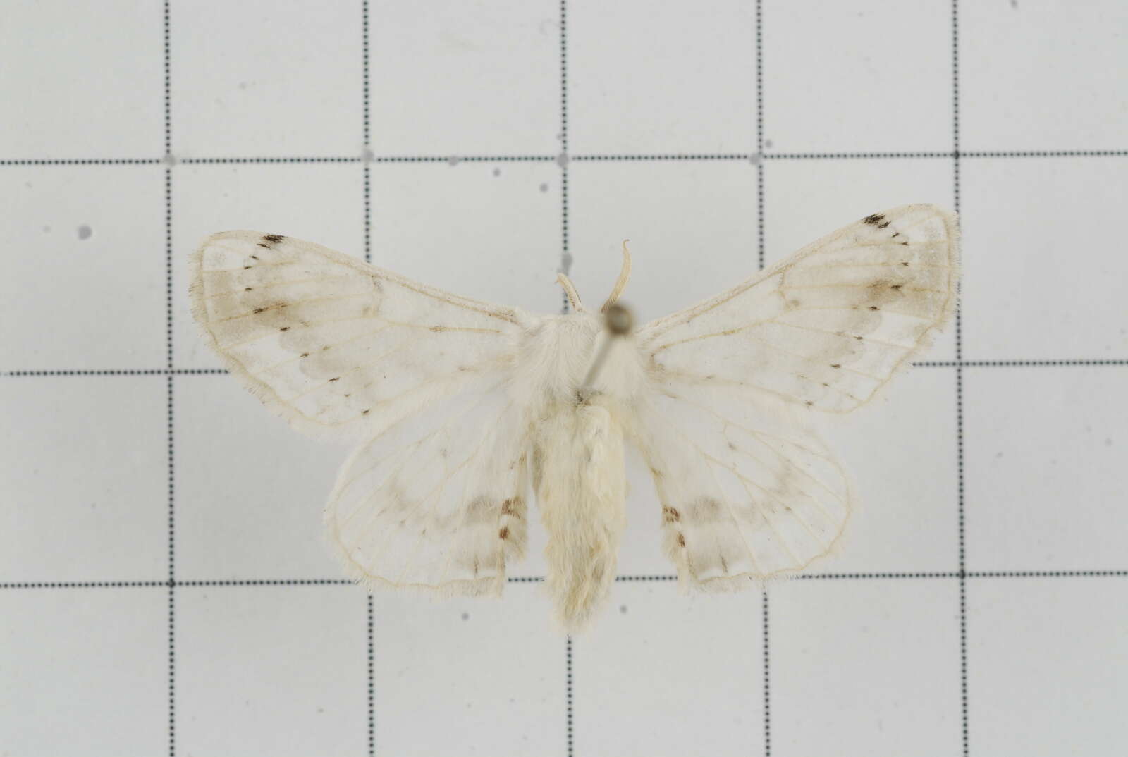 Image of Ernolatia moorei (Hutton 1865)