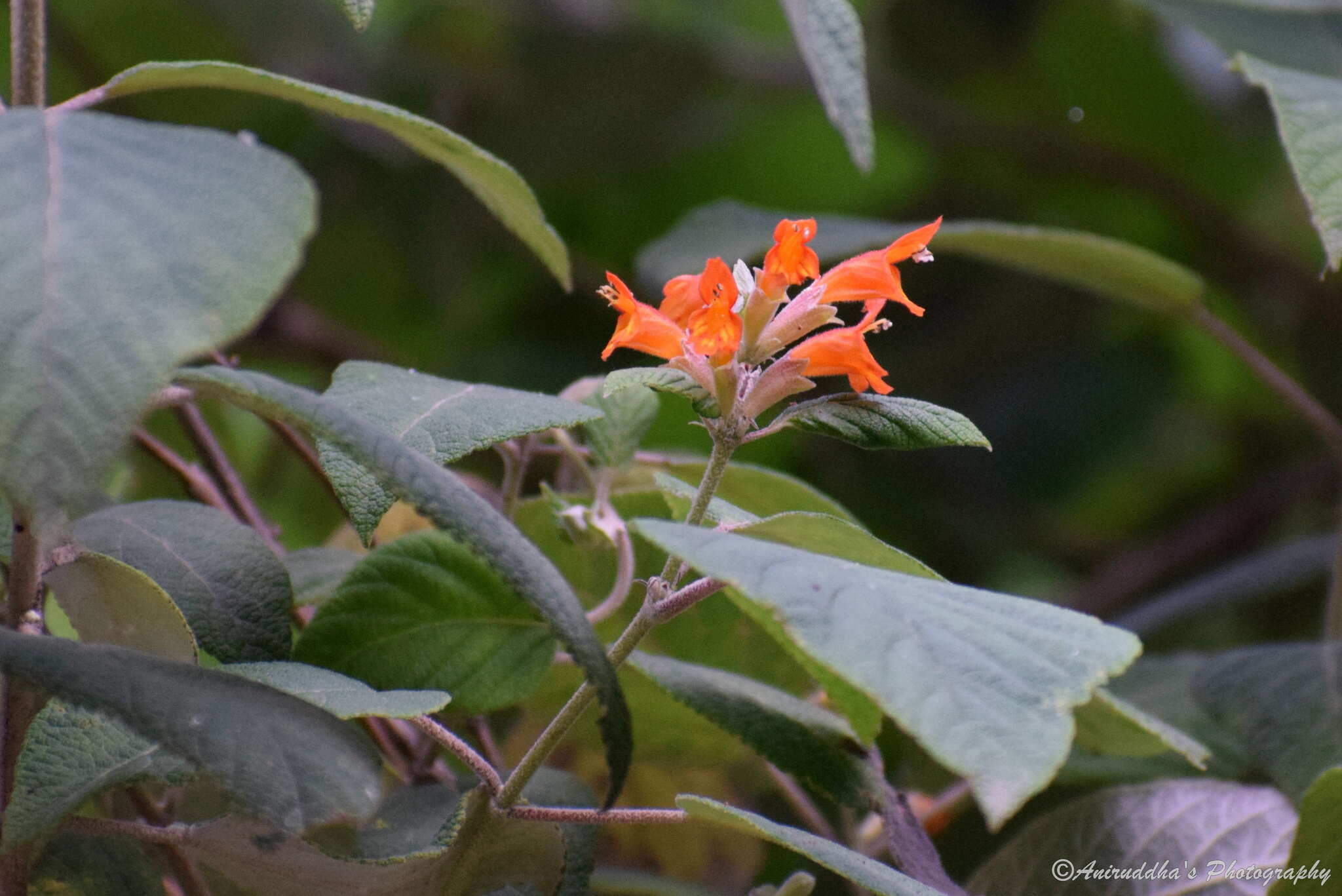 Image of Colquhounia coccinea Wall.