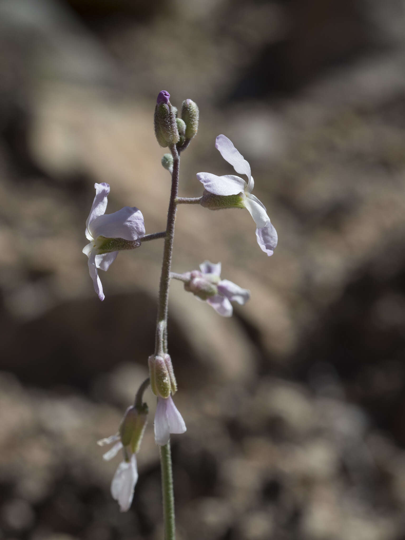 Image de Boechera formosa (Greene) Windham & Al-Shehbaz