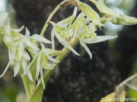 Image of Dendrobium kratense Kerr