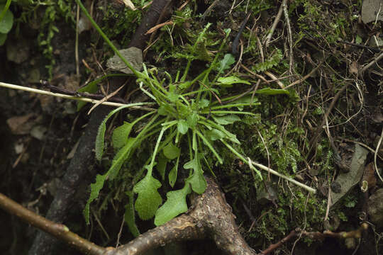 Image of Kamchatka rockcress