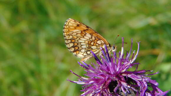 Image of Melitaea varia Meyer-Dür 1851