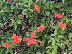 Image of Mexican blood-trumpet