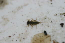 Image of March brown mayfly