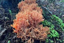 Ramaria samuelsii R. H. Petersen 1988的圖片