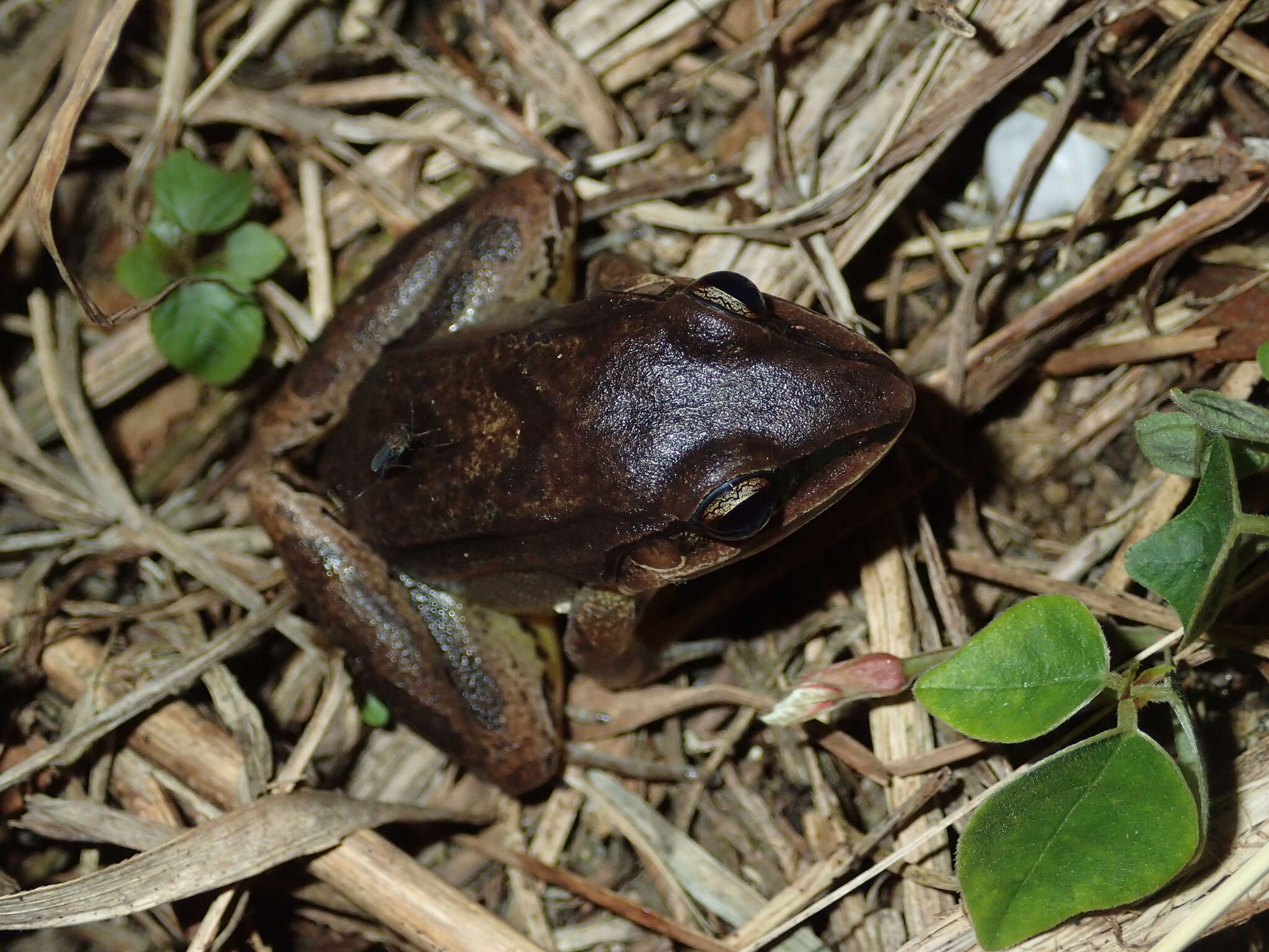 Image of Amazonian White-lipped Frog