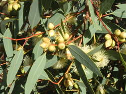 صورة Eucalyptus cosmophylla F. Müll.