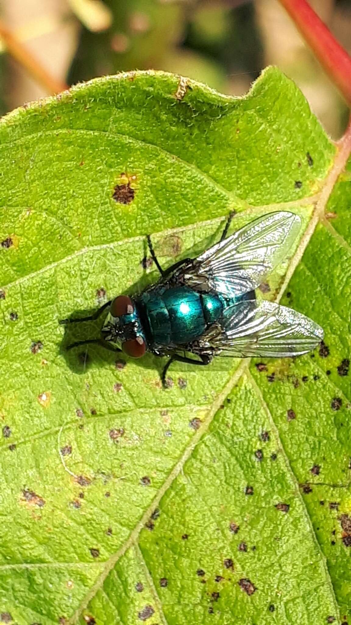 Image of Neomyia viridescens (Robineau-Desvoidy 1830)