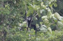 Image of Colobus guereza occidentalis (de Rochebrune 1887)