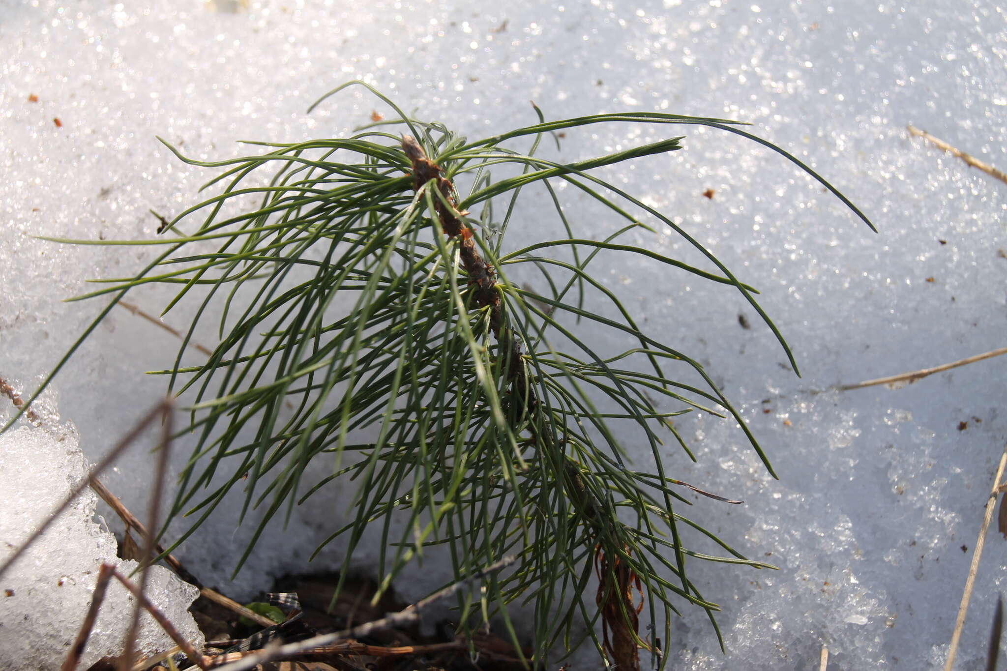 Image of Siberian pine