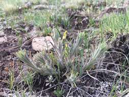 Image of Marsh-Meadow Indian-Paintbrush