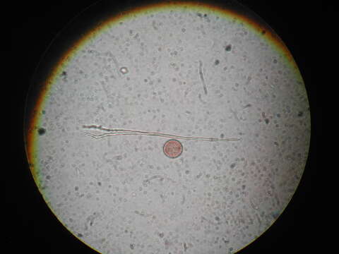 Image of Diderma chondrioderma