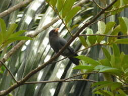 Image of Black-fronted Nunbird
