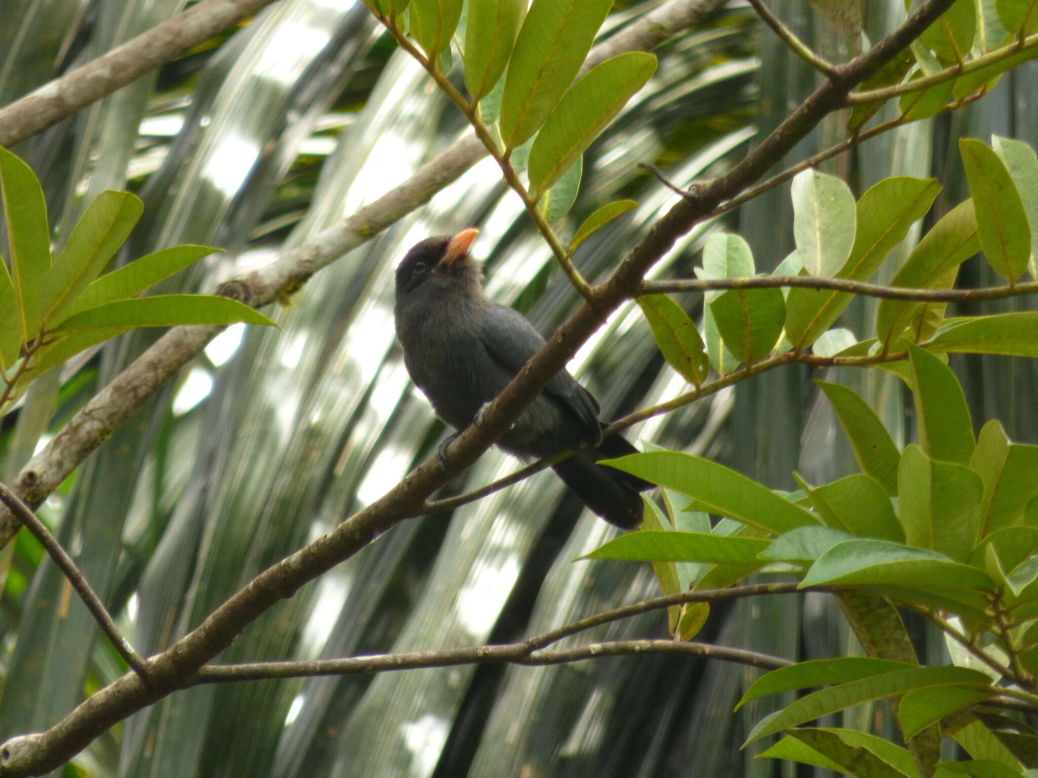 Image of Black-fronted Nunbird