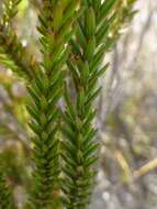 Image of nine-pin heath