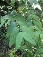 Image of Weeping sage