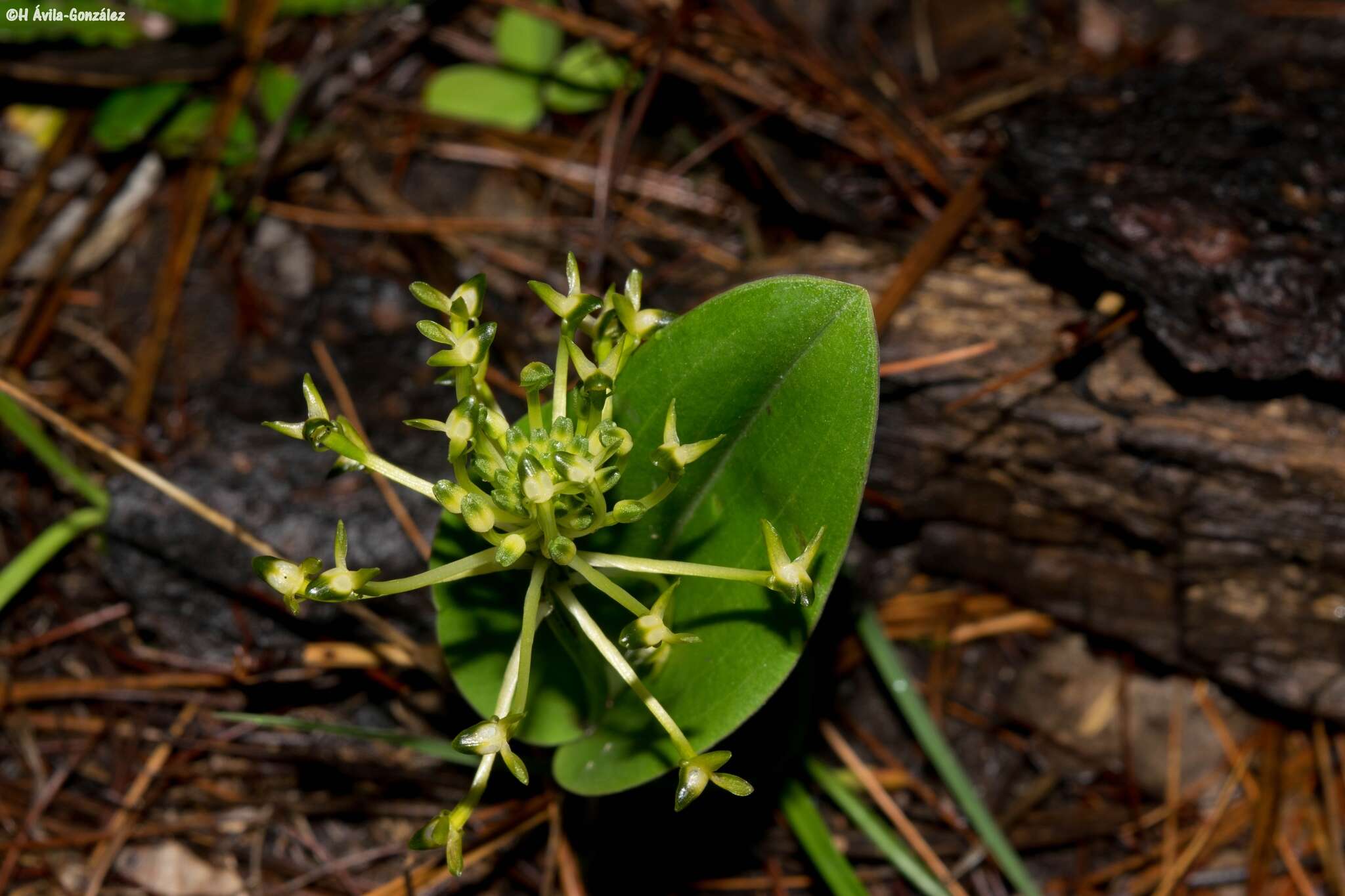 Image of Malaxis novogaliciana R. González ex McVaugh