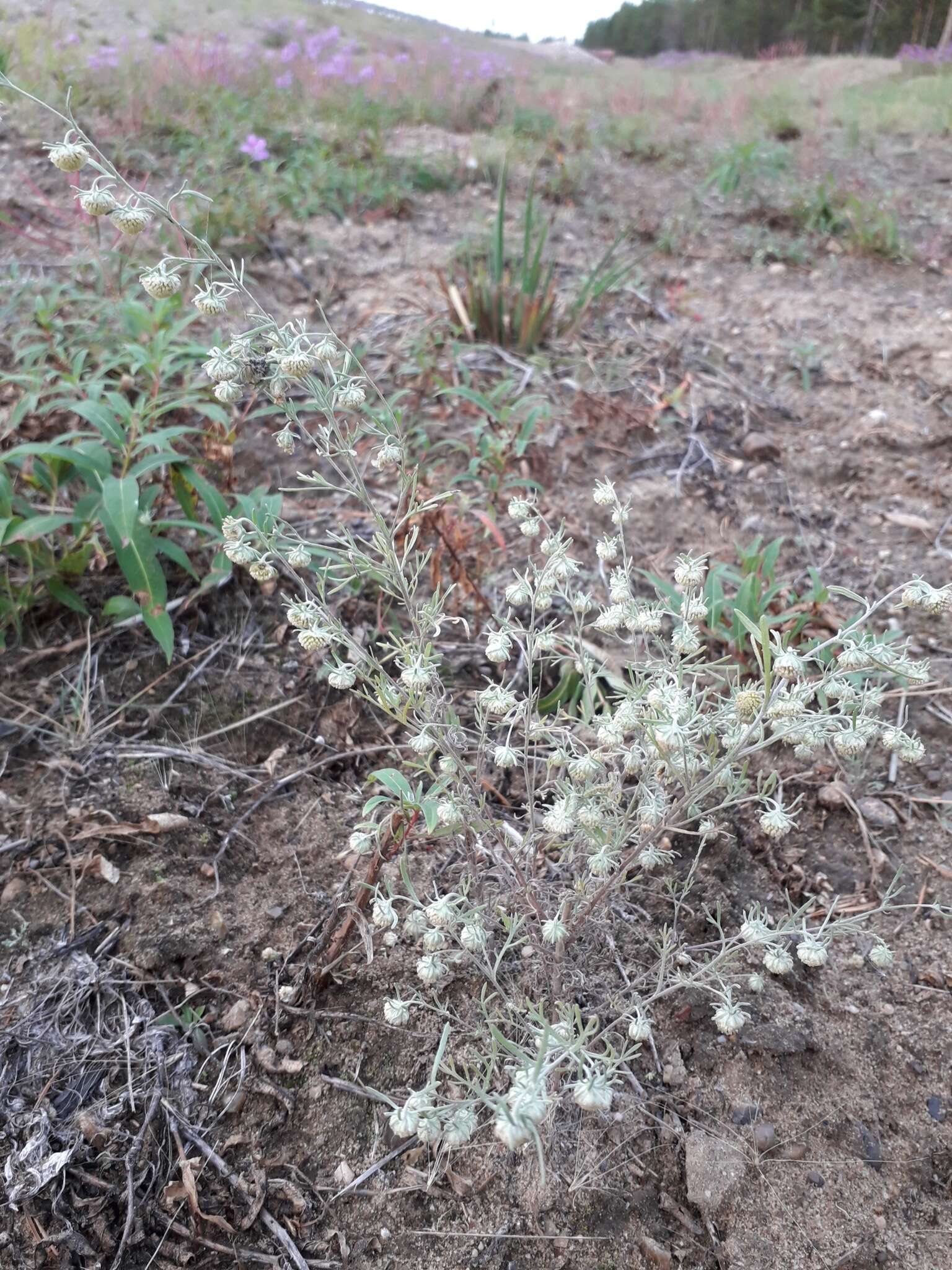 Слика од Artemisia jacutica Drobov