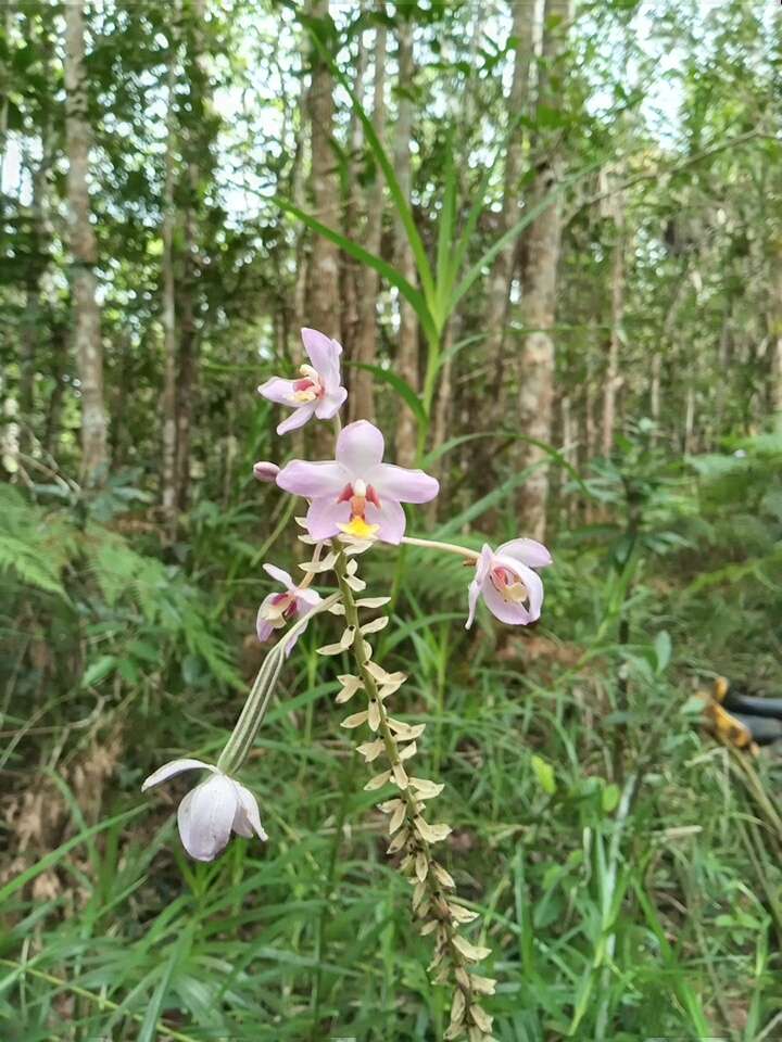 Spathoglottis pacifica Rchb. fil. resmi