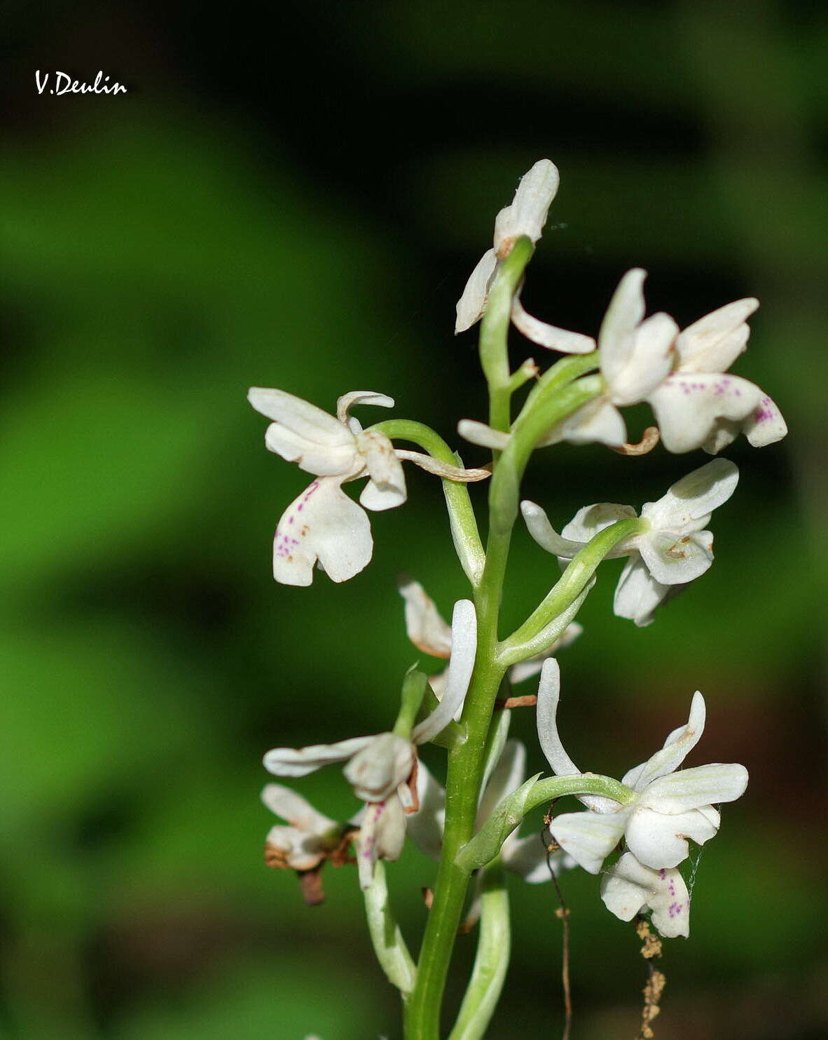 Слика од Orchis provincialis Balb. ex Lam. & DC.