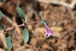 Image of desert snowberry