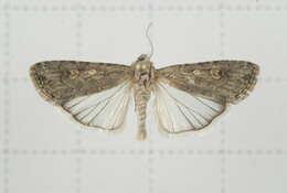 Imagem de Spodoptera exigua