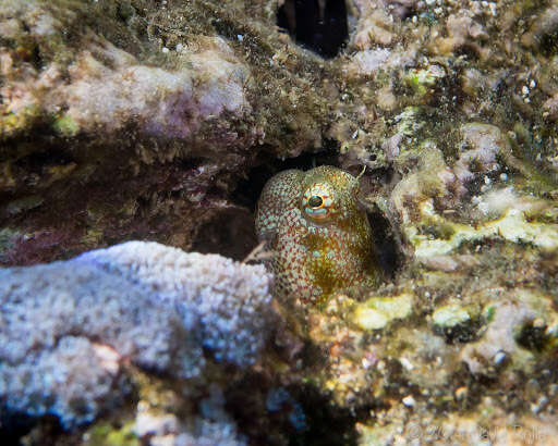 Image of Hump-headed Blenny