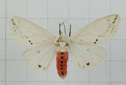 Image of Spilarctia subcarnea (Walker 1855)