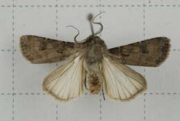 Image of turnip moth