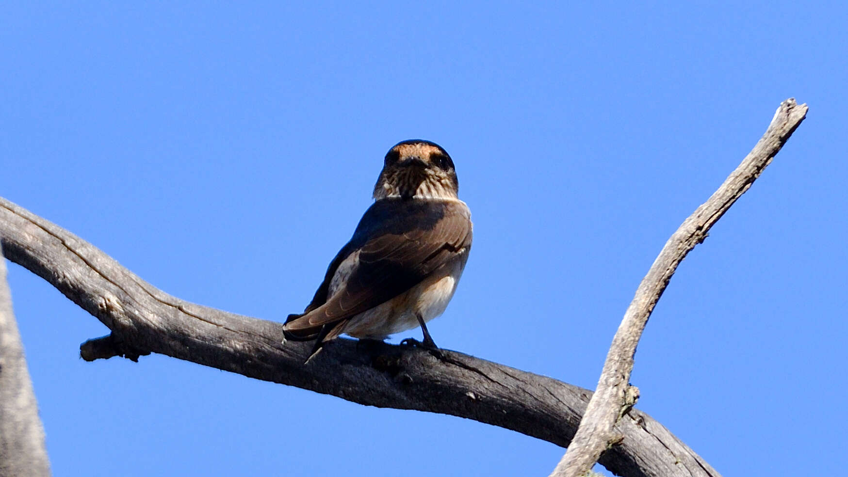 Petrochelidon nigricans (Vieillot 1817) resmi