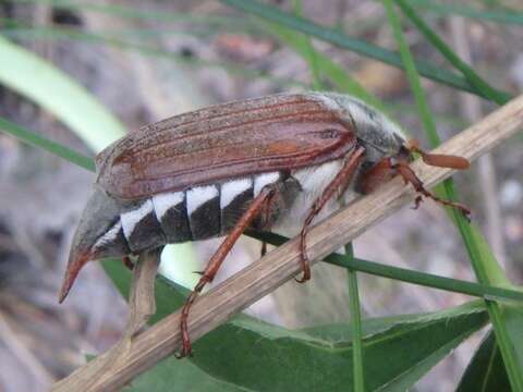 Image of Common cockchafer