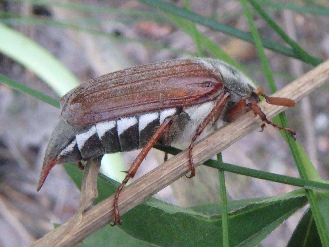 Image of Common cockchafer