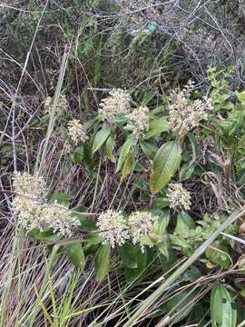 Image of Miconia stenostachya (Schrank & C. Martius) DC.